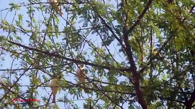 Air Gun Sparrow Hunting