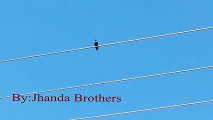 Air Gun Starling Bird Hunting