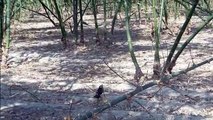 Asian Pied Starling Bird Hunting
