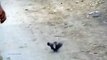 Bank Myna Hunting With Pellet Air Gun