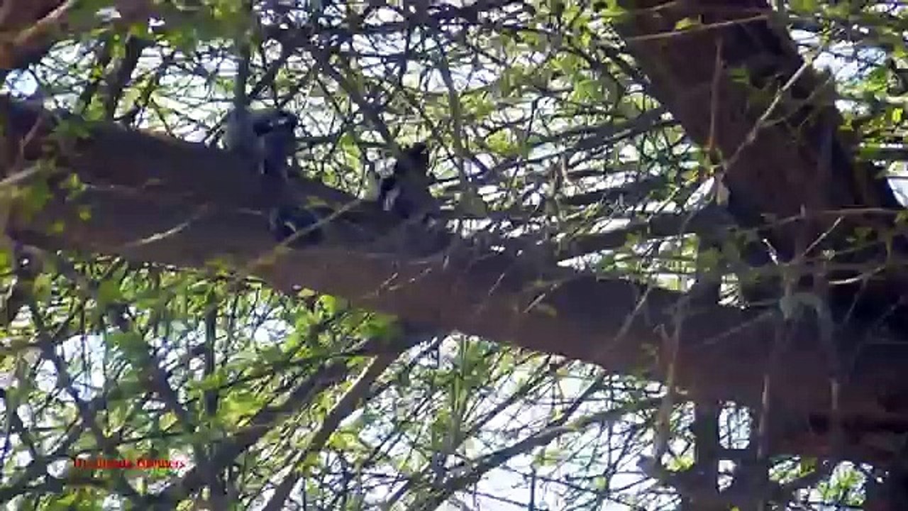 Birds Hunting, Bank Myna Hunting