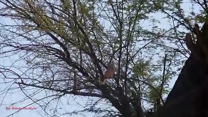 Birds Hunting Red Turtle Dove Shooting