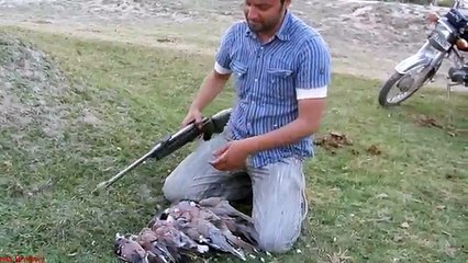 Dove Hunting After Game Red Turtle Dove Hunting