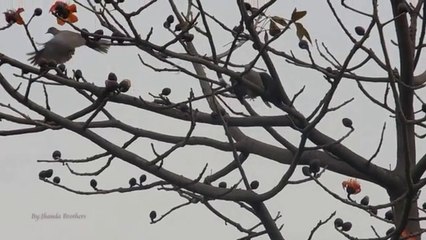 Dove Hunting With Air Rifle
