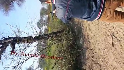 Dove Hunting Nice Shot