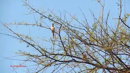 English Sparrow Hunting