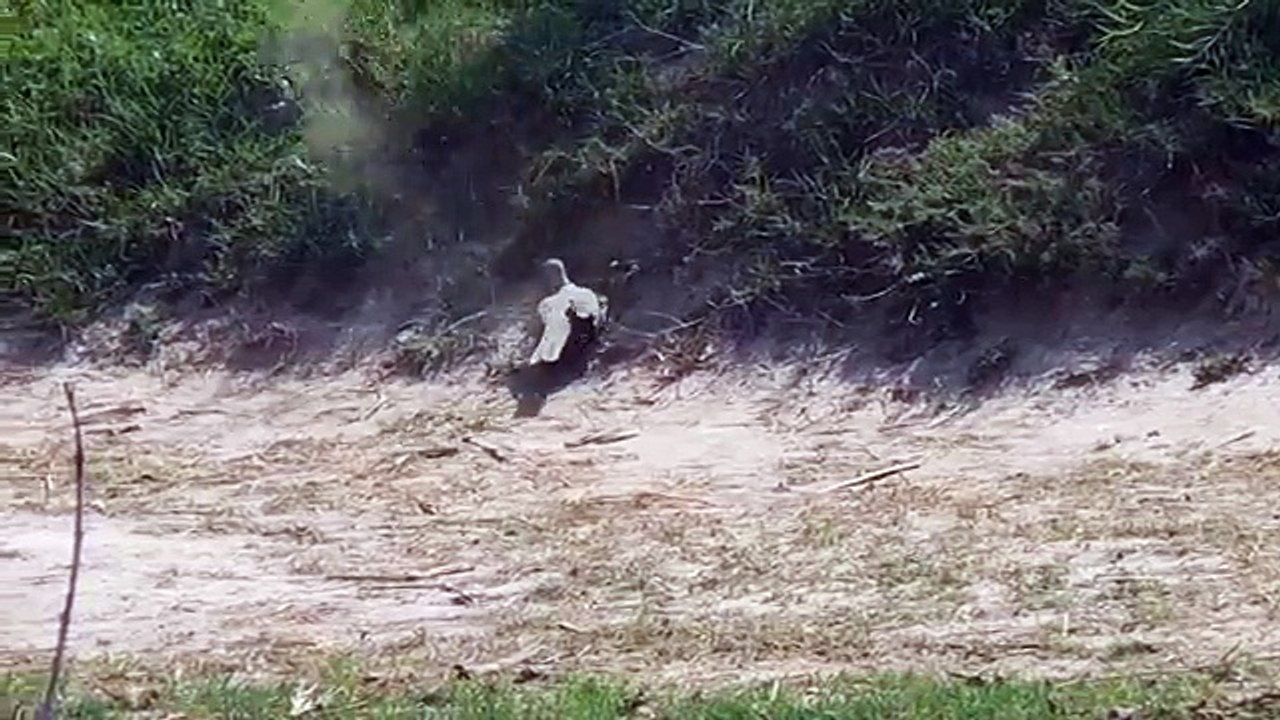 How Caught A Dove