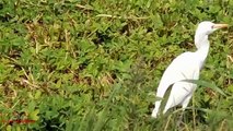 White Heron Bird Hunting With Air Rifle