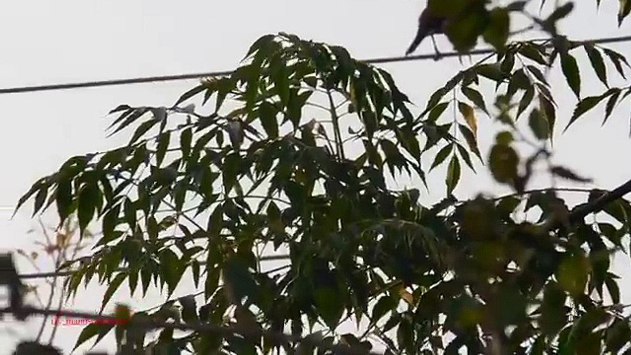 Indian Mynah Common Myna Hunting With Pellet Gun