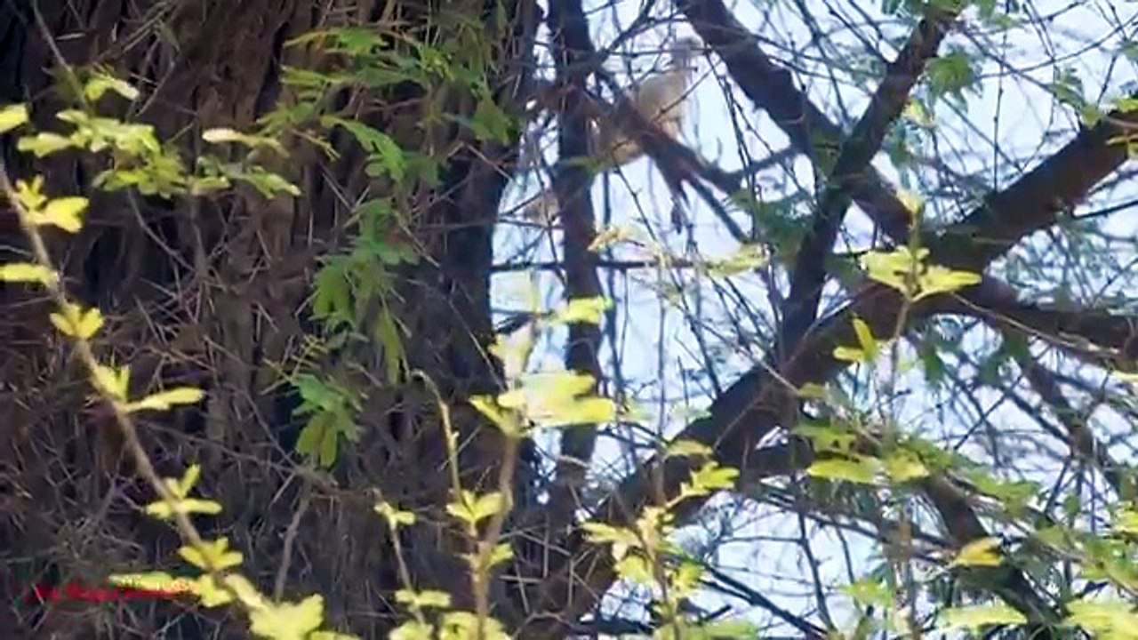Missing Dove Hunting