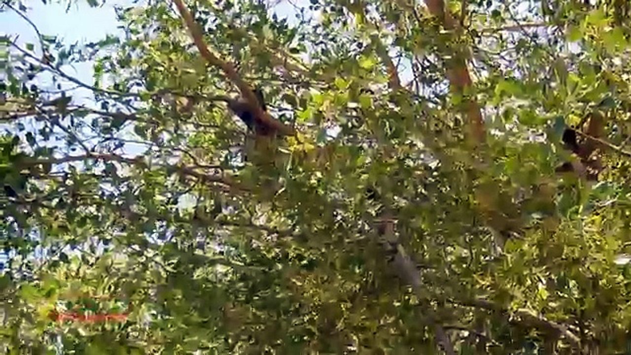 Nice Shot,  Green Pigeon Hunting With Pellet Rifle