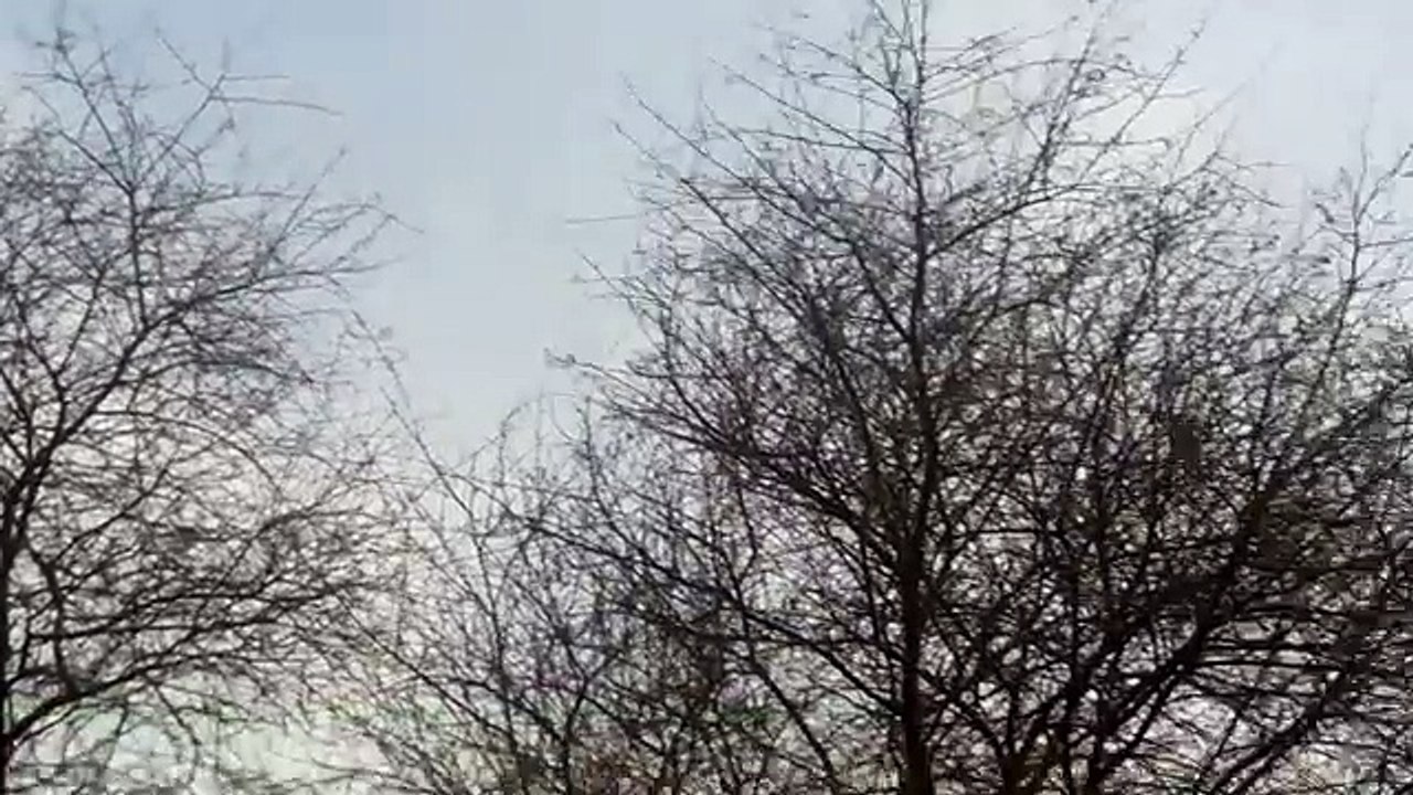 Paki Dove Hunting With Air Rifle(1)