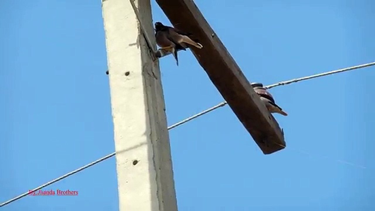 Mynah Common Myna Bird Hunting