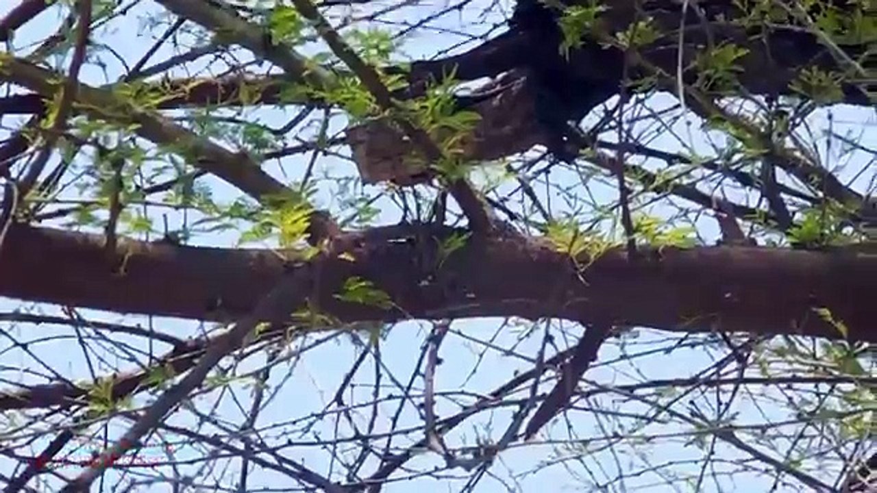 Pest Bird Bank Myna Hunting