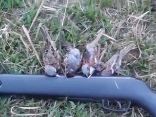 Sparrow Hunting After Game