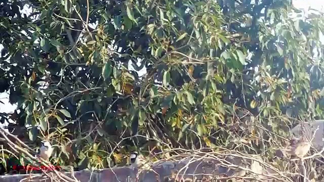 Air Gun Sparrow Hunting