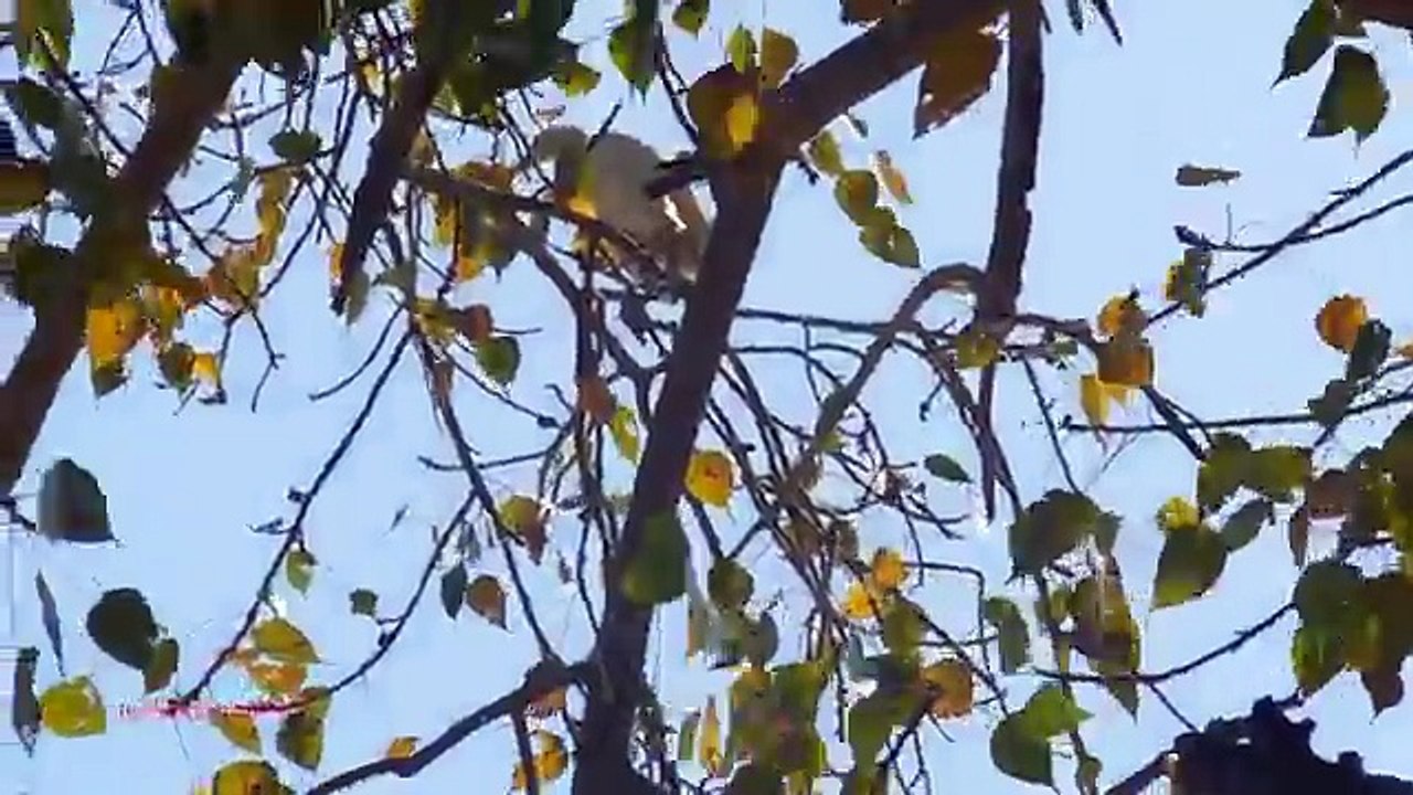 Heron Bird Hunting With Gamo 1000 Air Rifle