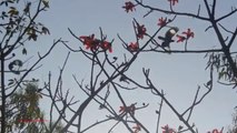 Common Myna Hunting With Air Rifle