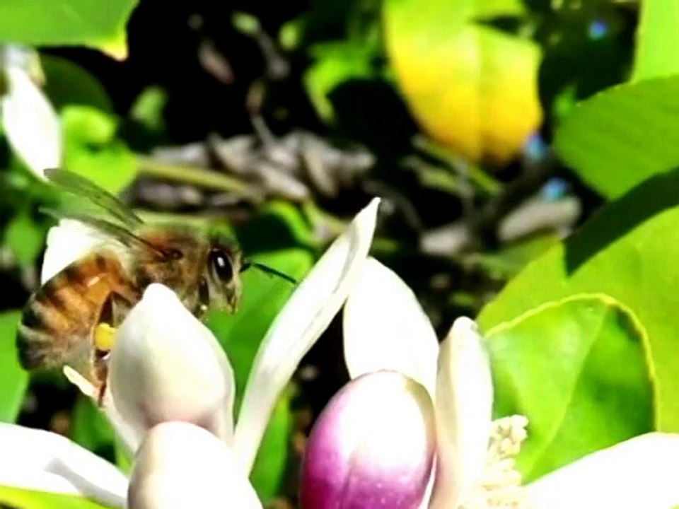 Bee