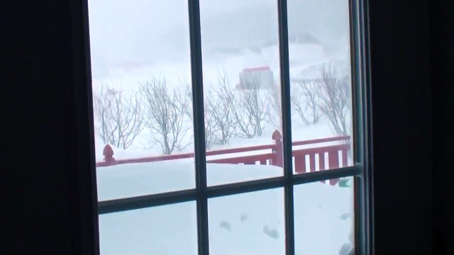 Demander à son chat bloqué dans la neige de rentrer à la maison