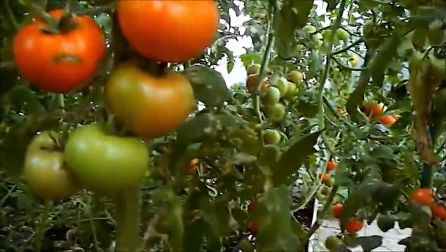 TOPRAKSIZ DOMATES, ÇİLEK,AĞAÇLARI YETİŞTİRİN