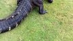 Gator fight on golf course