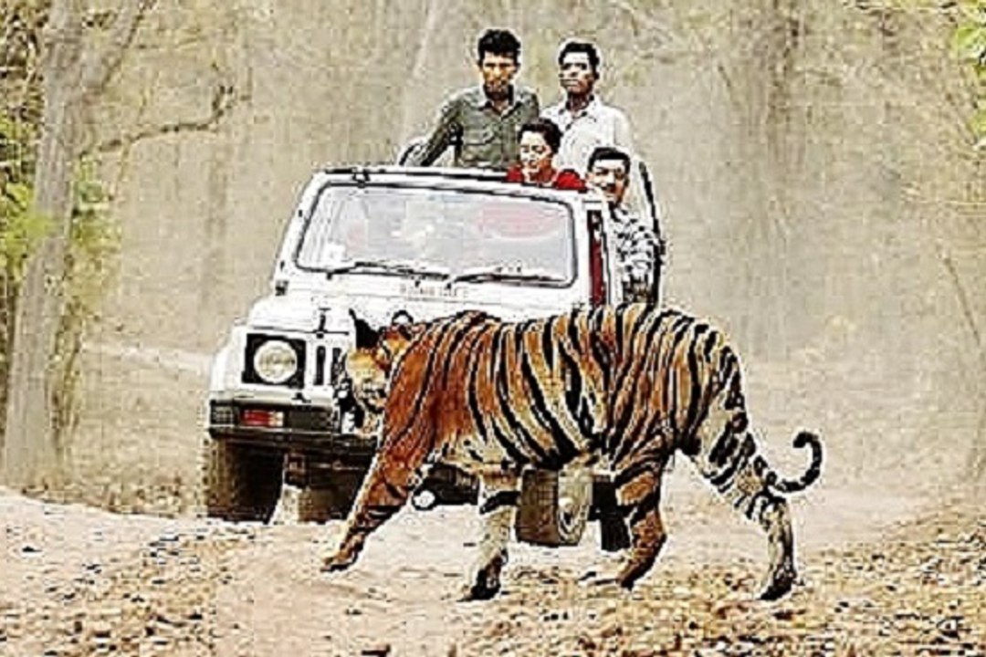 Siberian Tiger Attacks Tourists