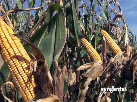 Syngenta – hibridi kukuruza Pako, Helico i Sycora_386_07.02.2015.