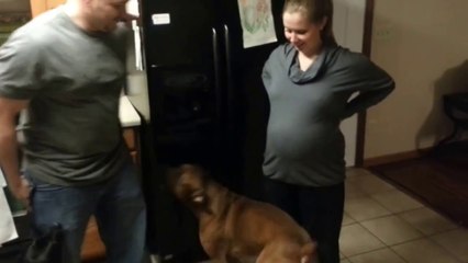 Un chien très protecteur avec sa maîtresse enceinte