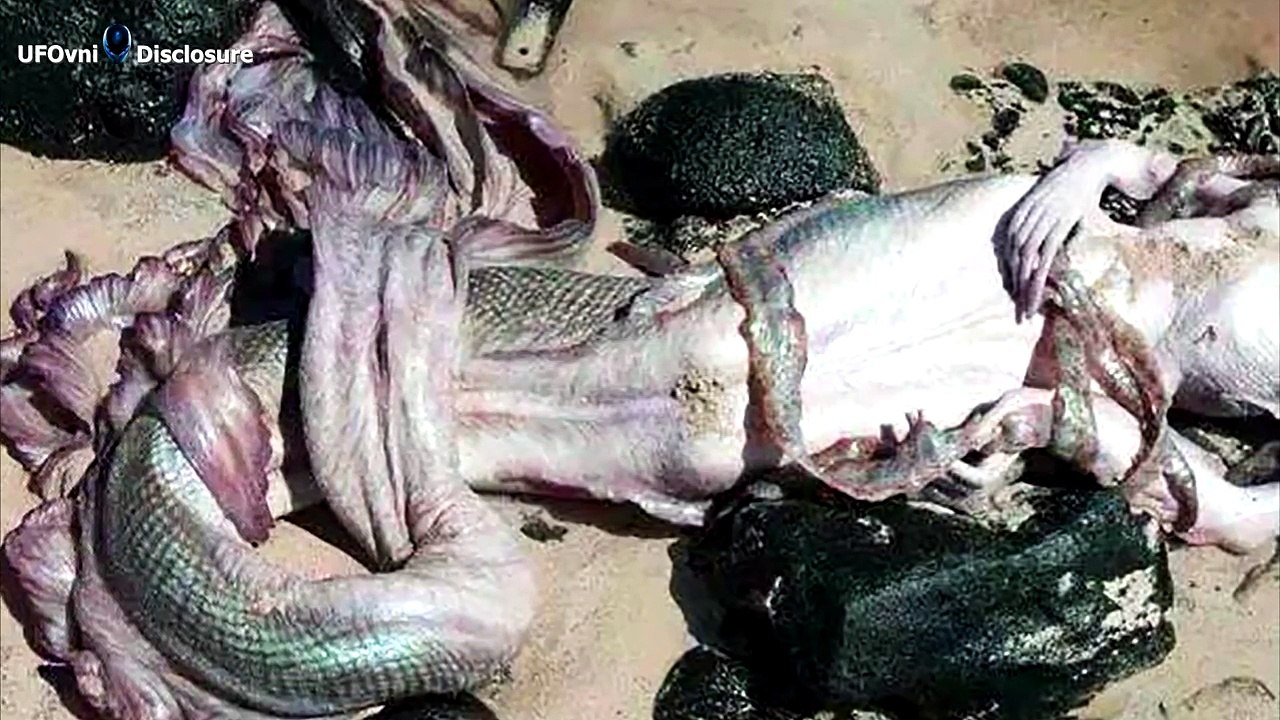 Dead Mermaid Found In River Vladaya, Bulgaria