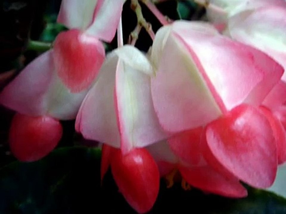 片想い