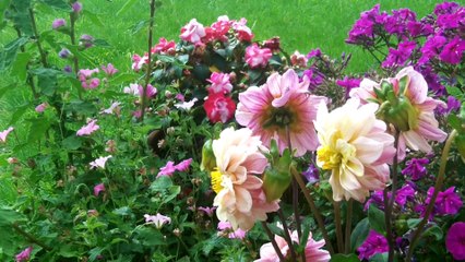 Cute Helpful Bee gets Yellow on its Nose.