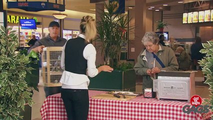 Little Birdy Rotisserie