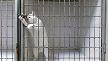 Кот беглец совершил побег - Cat escapes from cage !