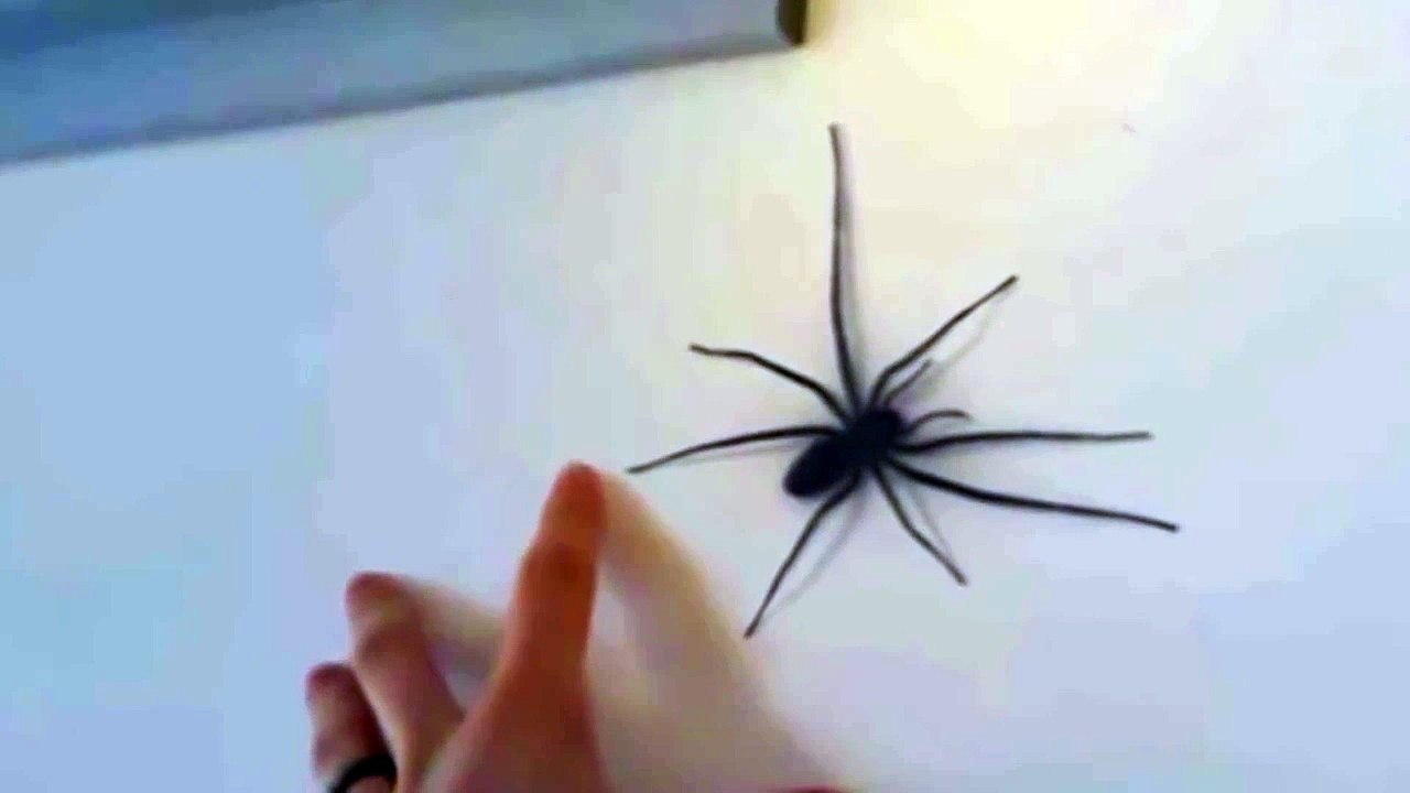 Il n'aurait pas dû embêter cette grosse araignée