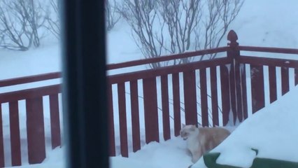 Un chat traverse l'entrée d'une porte enneigée