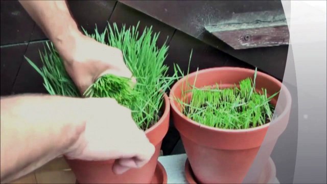 !-GPTR Evde Blender ile Buğday Çimi Suyu Hazırlama How to prepare wheatgress juice at home with blender