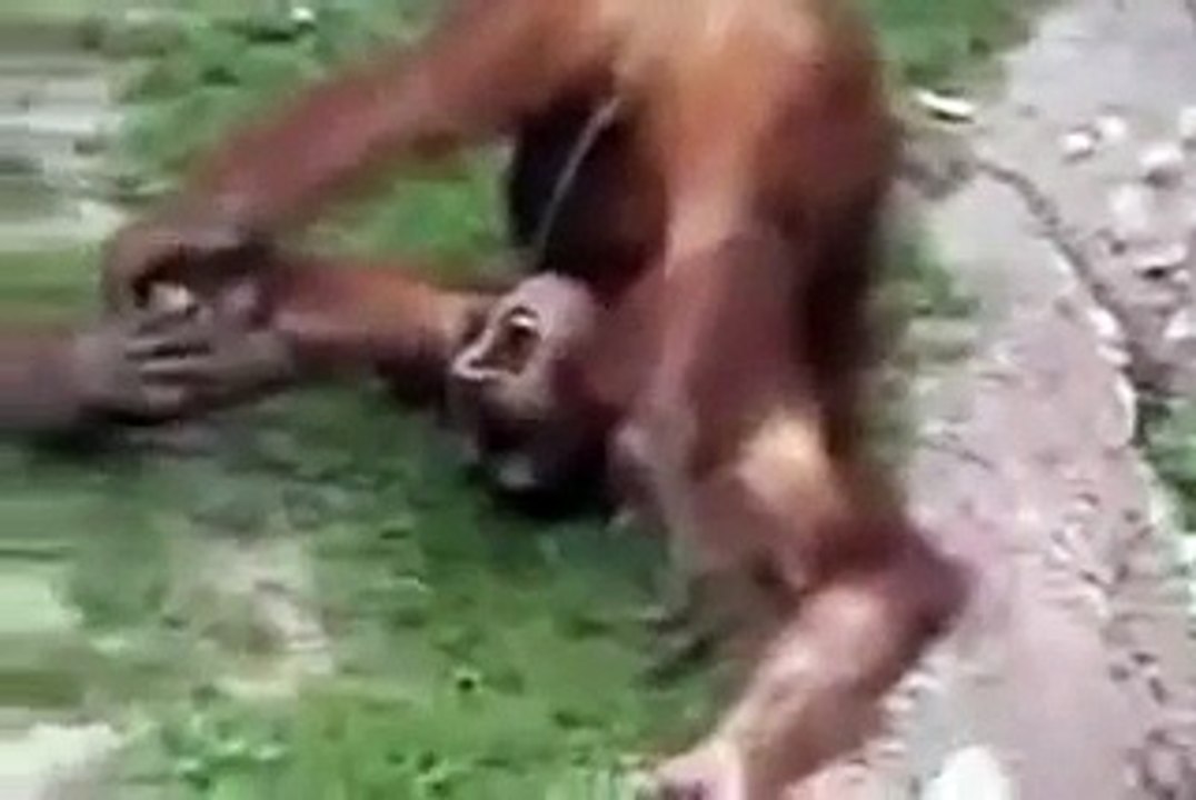 Compilation of Funny Animal 1