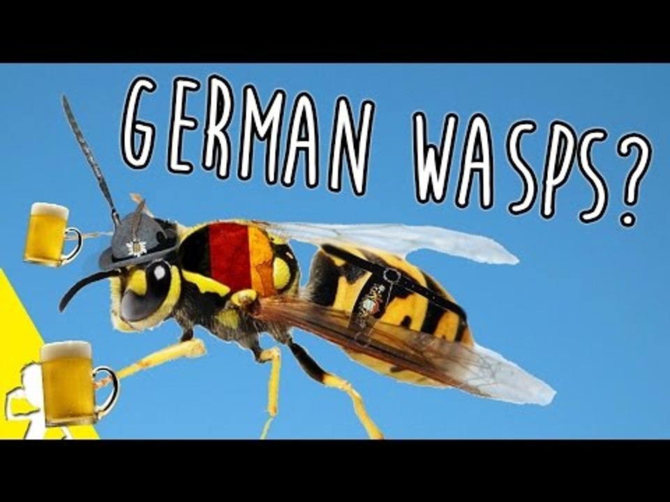 DO YOU HAVE WASPS IN GERMANY?