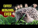 Cutest German Hedgehog EVER | Get Germanized Vlogs | Episode 26