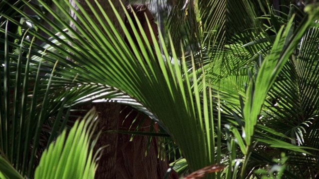 Голубая лагуна (драма, мелодрама, приключения)