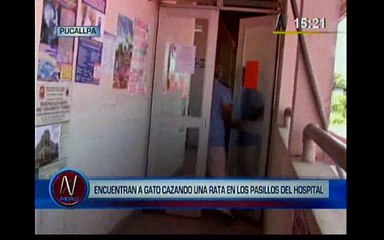 Pucallpa: Gato caza ratón en los ambientes del Hospital Regional [Video]