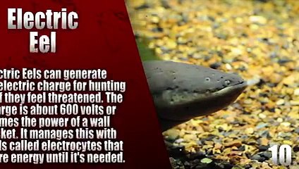 Top 10 Amazing Animal Abilities