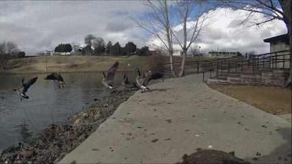 Eternaly Random harassing the locals