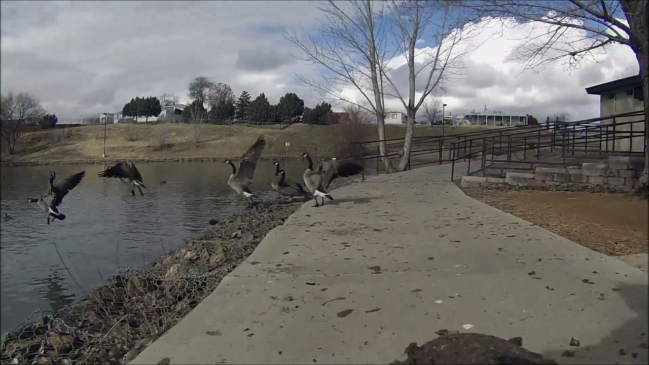 Eternaly Random harassing the locals