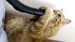 Elektrik Süpürgesi İle Oynamaya Bayılan Kedi