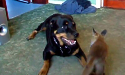 Fox and Hound are Best Friends
