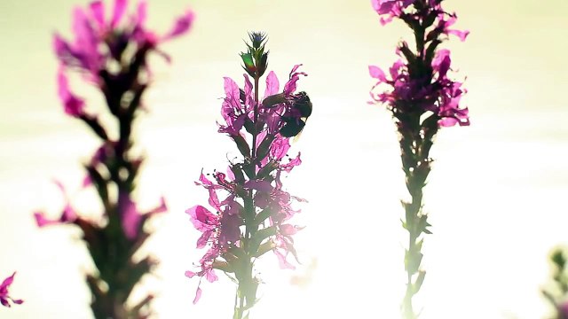 Sumi Jo.조수미 - Choral `Jesus Bleibet Meine Freude` From Cantata, BWV 147