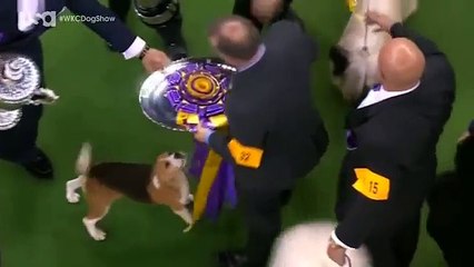 Miss P the Beagle wins 139th Westminster dog show