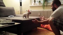 French Bulldog Puppy Jumping Around Learning